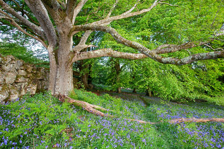 A mighty oak tree surrounded by bluebells